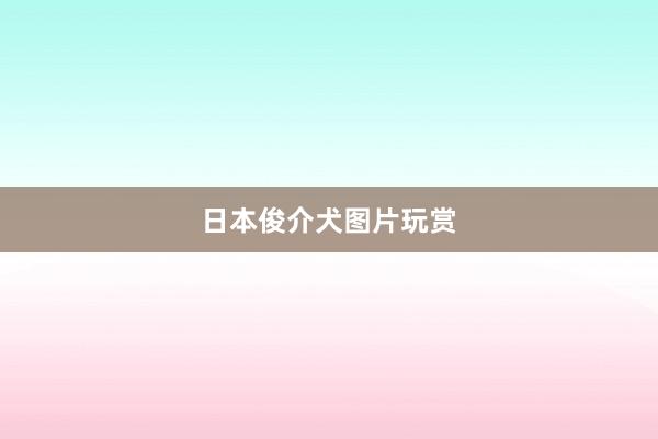 日本俊介犬图片玩赏